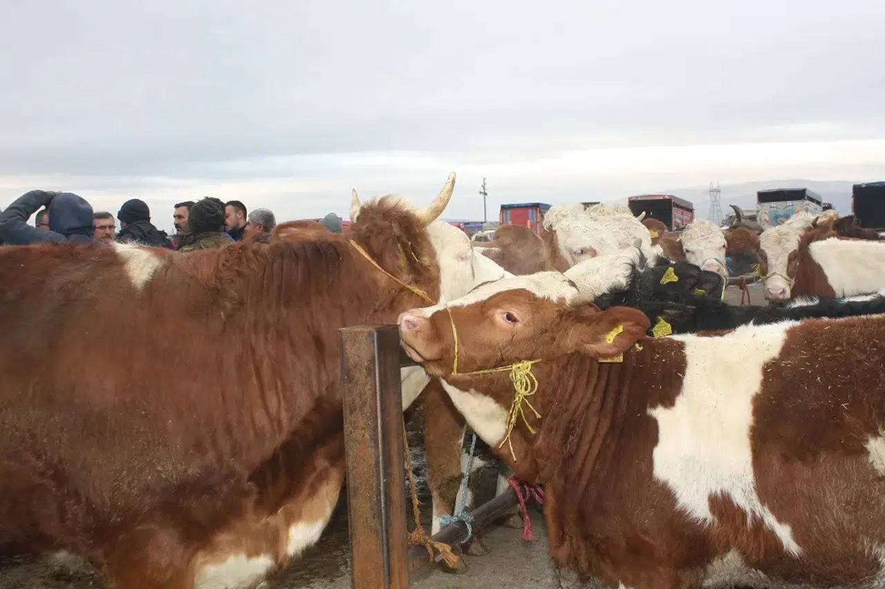 Sivas Şarkışla Hayvan Pazarı Kapılarını Açtı