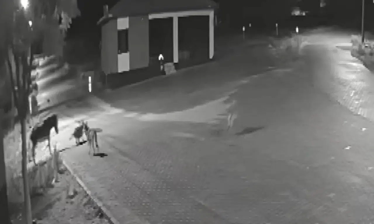 Aç Kalan Kurtlar Mahalleye İndi! Sokaktaki Dehşet Saldırı Kamerada