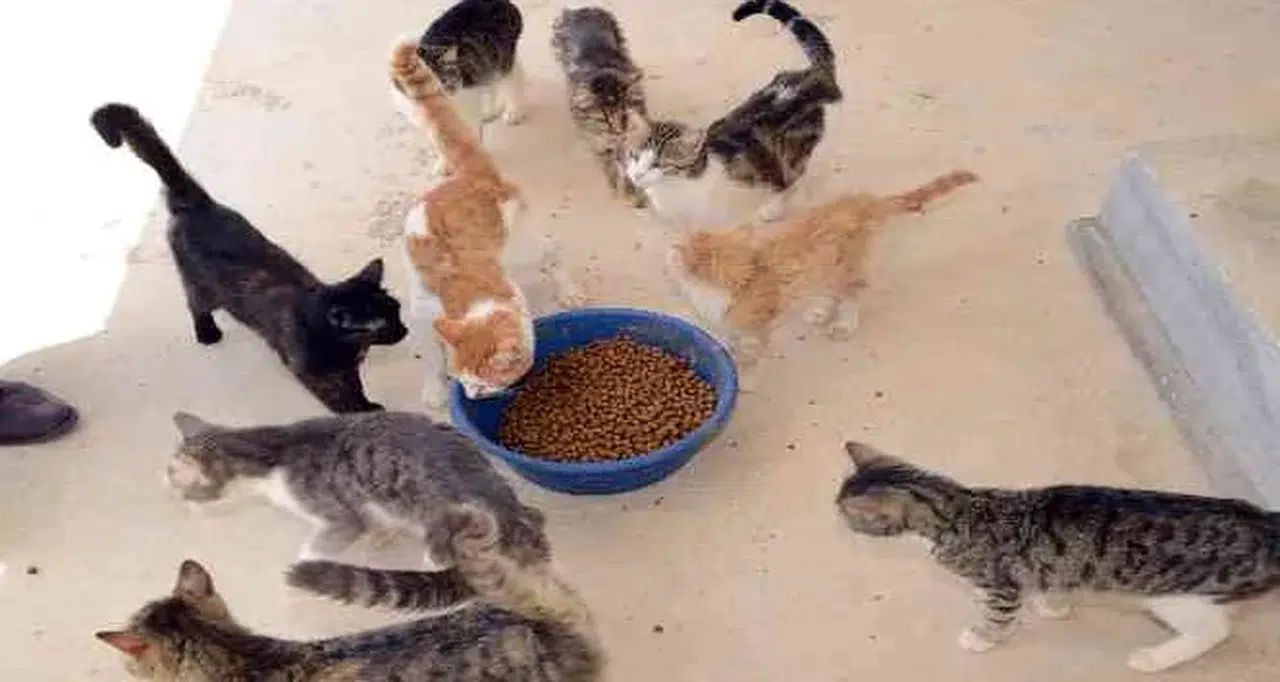 TÜİK açıkladı! En çok evcil hayvanlar ile ilgili ürünler pahalandı