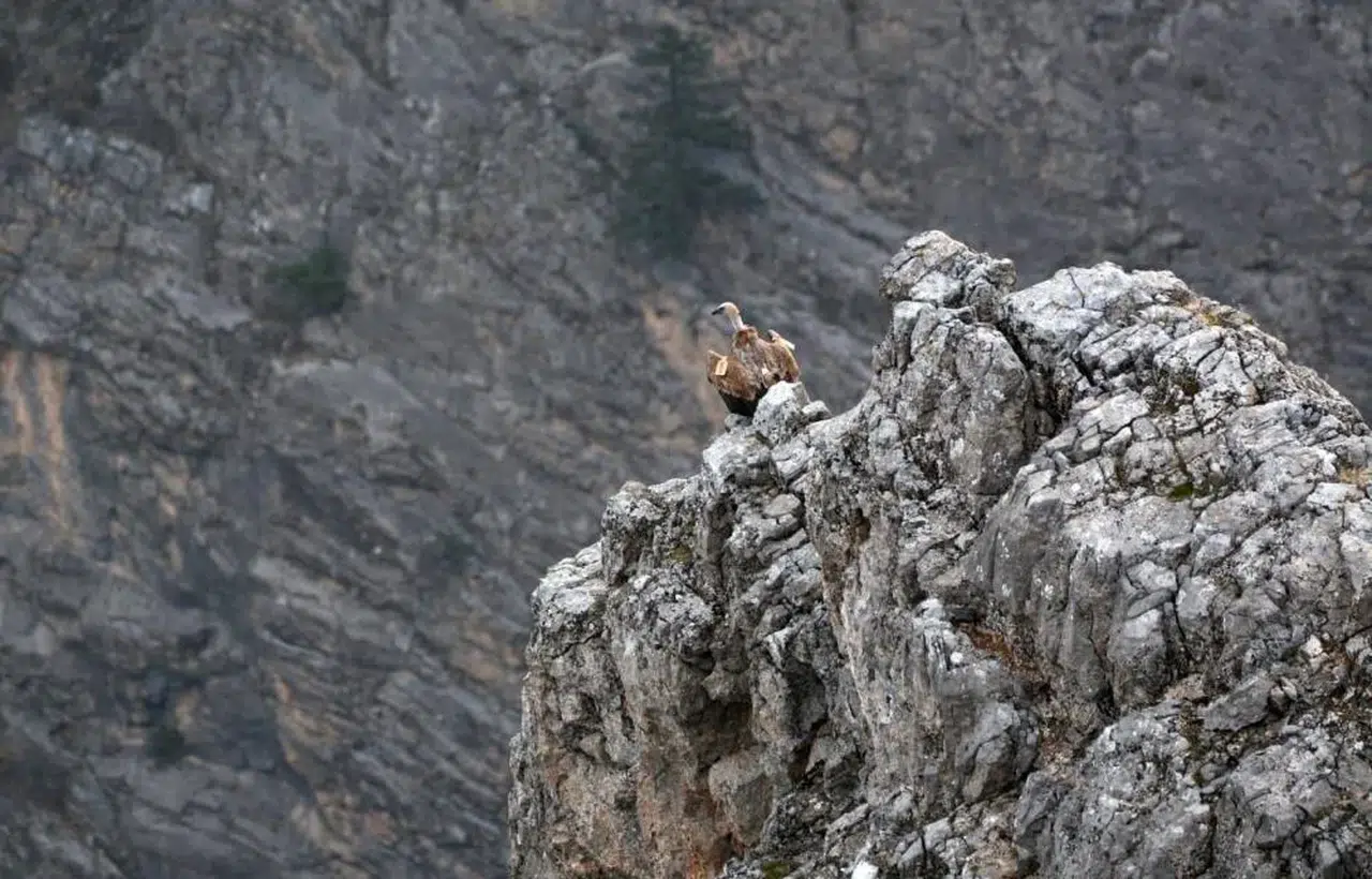 Göç Rotaları Kemaliye'de: İşaretli Akbabalar Görüntülendi