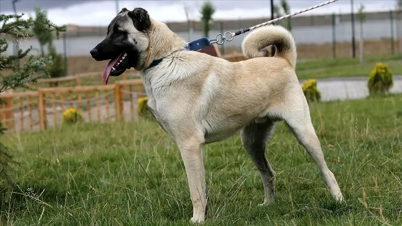 Gemerek'te Çalınan Kangal Köpekleri Kayseri'de Bulundu