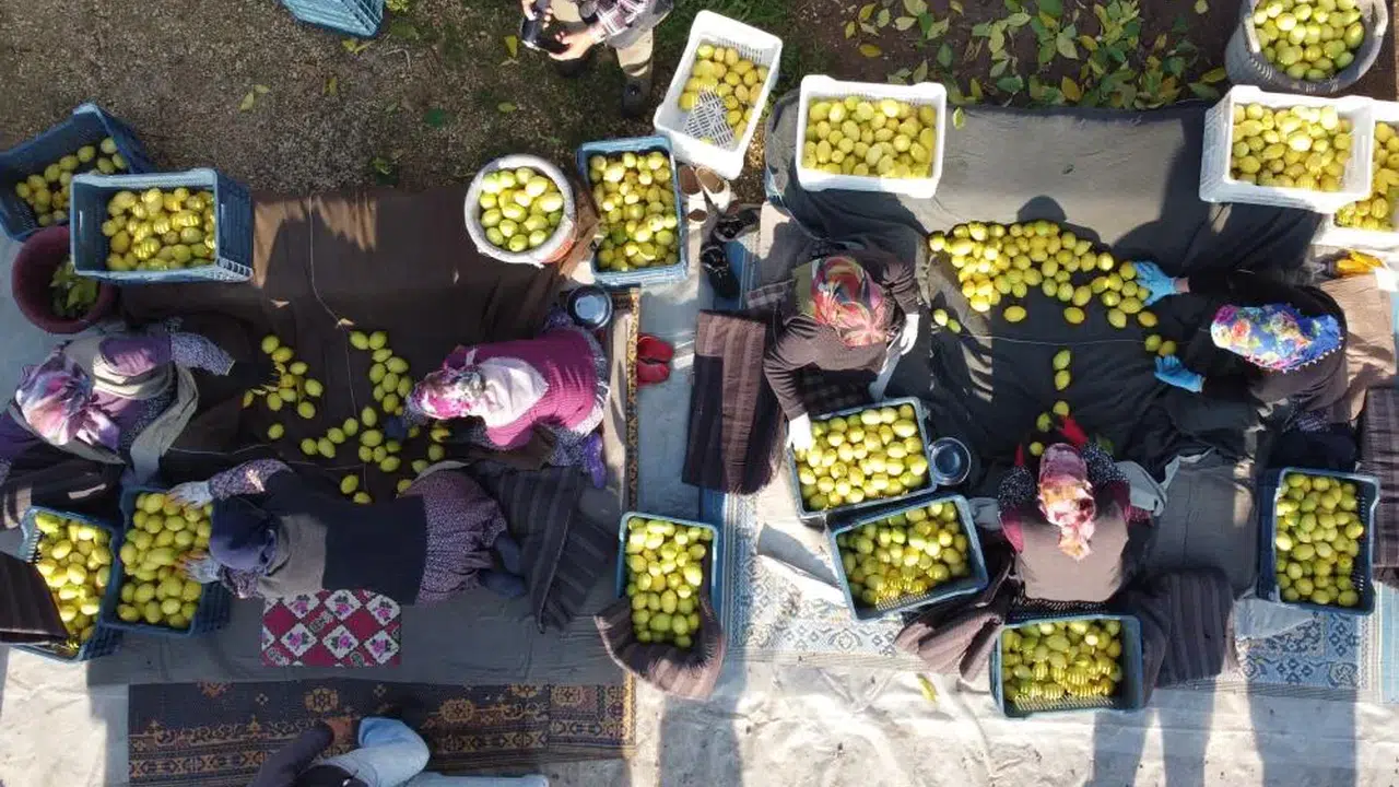 Tarlada Sessiz Düşüş, Etikette Sert Sinyal