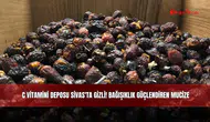 C Vitamini Deposu Sivas'ta Gizli! Bağışıklık Güçlendiren Mucize