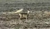 Sivas'ta Bozkırın Ortasında Görüntülendi! Görenler Gözlerine İnanamadı!