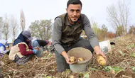Türkiye'nin O Son Patatesleri Sivas'ta Sökülüyor!