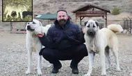 Sivas'tan kurt tehlikesine karşı Kangal önerisi