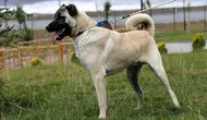 Gemerek'te Çalınan Kangal Köpekleri Kayseri'de Bulundu