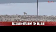 Sivas Bozkırında Tek Başına Bir Kurt Görüldü!
