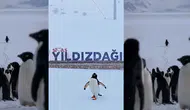 Sivas Valiliği Öyle Bir Video Yaptı Ki! Dünya Bu Pengueni Konuşuyor!