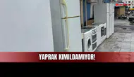 Sivas Piyasasında Yaprak Kımıldamıyor!