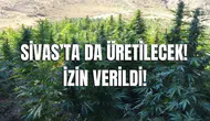 Sivas'ta Kenevir Üretimine İzin Çıktı! Sivas Ekonomisine Katkı Sağlaması Bekleniyor!