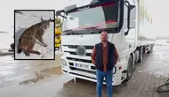 Sivas'tan Tır Şoförünün Yaralı Vaşak Duyarlılığı