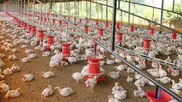 Kuş Gribi Alarm Veriyor! Yüz Binlerce Tavuk İtlaf Edilecek!