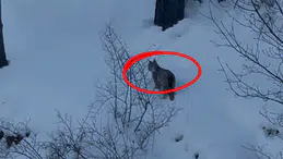 Sivas'ta Yaşanan Kış Yaban Hayatını da Zorluyor! Yiyecek Ararken Görüntülendi!