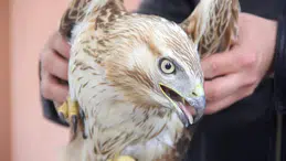 Kızıl Şahinin Sivas’taki Duygulandıran Kurtuluş Hikayesi!