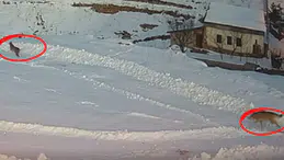 Doğanın Sert Kanunu Sivas'ta Kameralara Böyle Yakalandı!