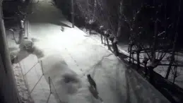 Sivas’ta kurtlar şehir merkezine indi, mahallede korku arttı