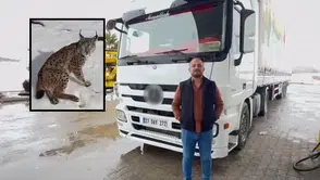 Sivas'tan Tır Şoförünün Yaralı Vaşak Duyarlılığı