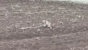 Sivas’ta sürücünün kaydettiği yavru vaşak gündem oldu