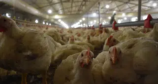 Ramazan Öncesi Zam Yapıldı! Bakanlık İhracatı Durdurdu!