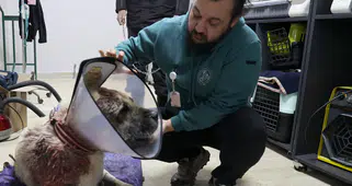 Sivas Bu Kangal Köpeğini Konuşuyor!