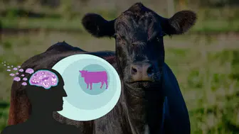 Deli Dana Hastalığı Nedir? Bulaşıcı Mıdır? Sivaslı Çiftçiler Mutlaka Okumalı!