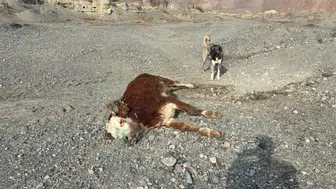 Şaptan telef olan hayvanlar meraya bırakıldı!