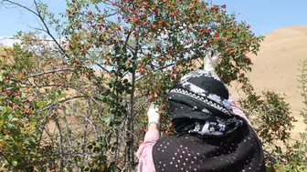 C Vitamini Deposu Dikenler Arasından Toplanıyor