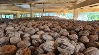 Bak sen cevize! Yollarda ceviz kabuğundan dayanıklılık