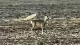 Sivas'ta Bozkırın Ortasında Görüntülendi! Görenler Gözlerine İnanamadı!