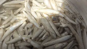 Fabrikasyon Değil El Emeği! Çiğnedikçe Şifaya Dönüşen Asırlık Gelenek!