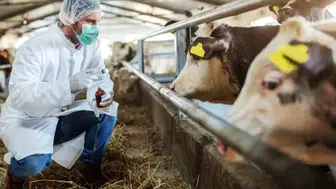 Türkiye’den Şap Hastalığıyla ilgili kritik açıklama: Kontrol altında mı?