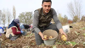 Türkiye'nin O Son Patatesleri Sivas'ta Sökülüyor!