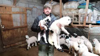 Köylünün umudu yeni kuzularla yeniden doğdu