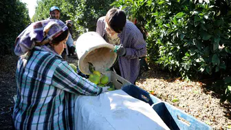 Bu sene portakal ucuz olmayacak!