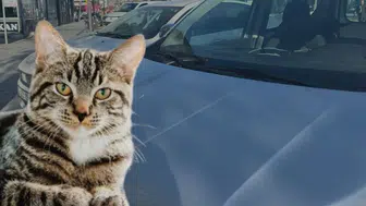 Her Yıl Yüzlercesi Böyle Can Veriyor! Sivaslı Vatandaşlar Duyarlı Olmalı!