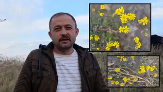 Mevsimler şaştı! Kar beklerken çiçekler açtı!