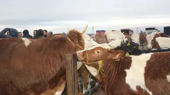 Sivas Şarkışla Hayvan Pazarı Kapılarını Açtı