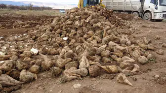 Şeker pancarında ilk çiftçilerin ağzı tatlandı