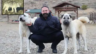 Sivas'tan kurt tehlikesine karşı Kangal önerisi