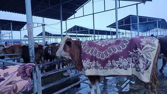 Sivas Hayvan Pazarını Ayaz Vurdu! Besiciler Çareyi Battaniyede Buldu!