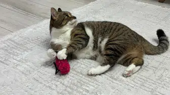 Aşılı Evcil Hayvanlar İnsana Zarar Verir Mi?