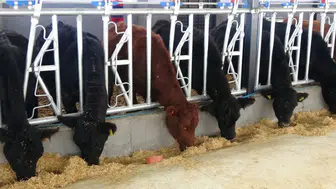 Kırsalda Bereket Hayvancılığa Destek Projesi sürecek