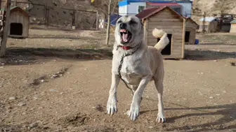 En Güçlü Köpek Cinsi Kangalların Tüy Değişimi İklim Kriziyle Bağlantılı mı?