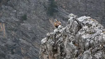 Göç Rotaları Kemaliye'de: İşaretli Akbabalar Görüntülendi