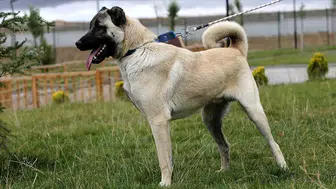 Gemerek'te Çalınan Kangal Köpekleri Kayseri'de Bulundu