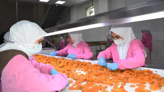 Kayısıda zor yılın şifresi: Stok, ihracat ve sabır