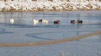 Sivas'ta Buz Tutan Gölet, Donmayan Bir Mücadeleye Sahne Oldu