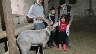 Gürün Yaylasında Bulundu, Günler Sonra Özgürlüğüne Kavuştu