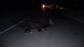 Milyonluk Değerler Yolda Can Verdi